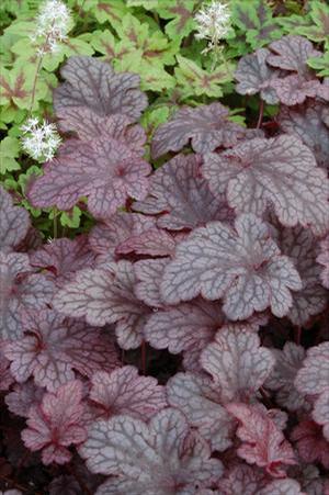 Heuchera hybrid 'Plum Pudding' Coral Bells from Moose Crossing Garden Center
