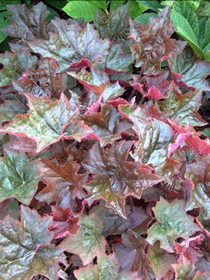 Heuchera micrantha 'Palace Purple Select' Coral Bells from Moose Crossing Garden Center