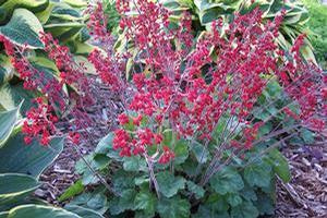 Heuchera x. hybrid 'Ruby Bells' Coral Bells from Moose Crossing Garden Center