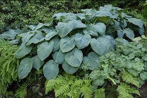 Hosta hybrid 'Blue Angel' Hosta from Moose Crossing Garden Center