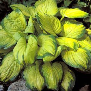 Hosta hybrid 'Stained Glass' Hosta from Moose Crossing Garden Center