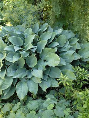 Hosta nigrescens 'Krossa Regal' Hosta from Moose Crossing Garden Center