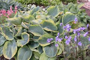 Hosta sieboldiana 'Frances Williams' Hosta from Moose Crossing Garden Center