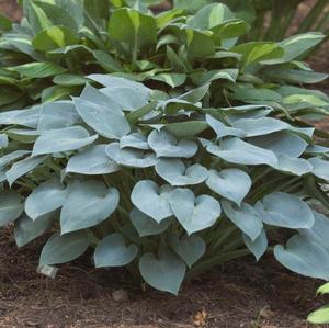 Hosta x. tardiana 'Halcyon' Hosta from Moose Crossing Garden Center